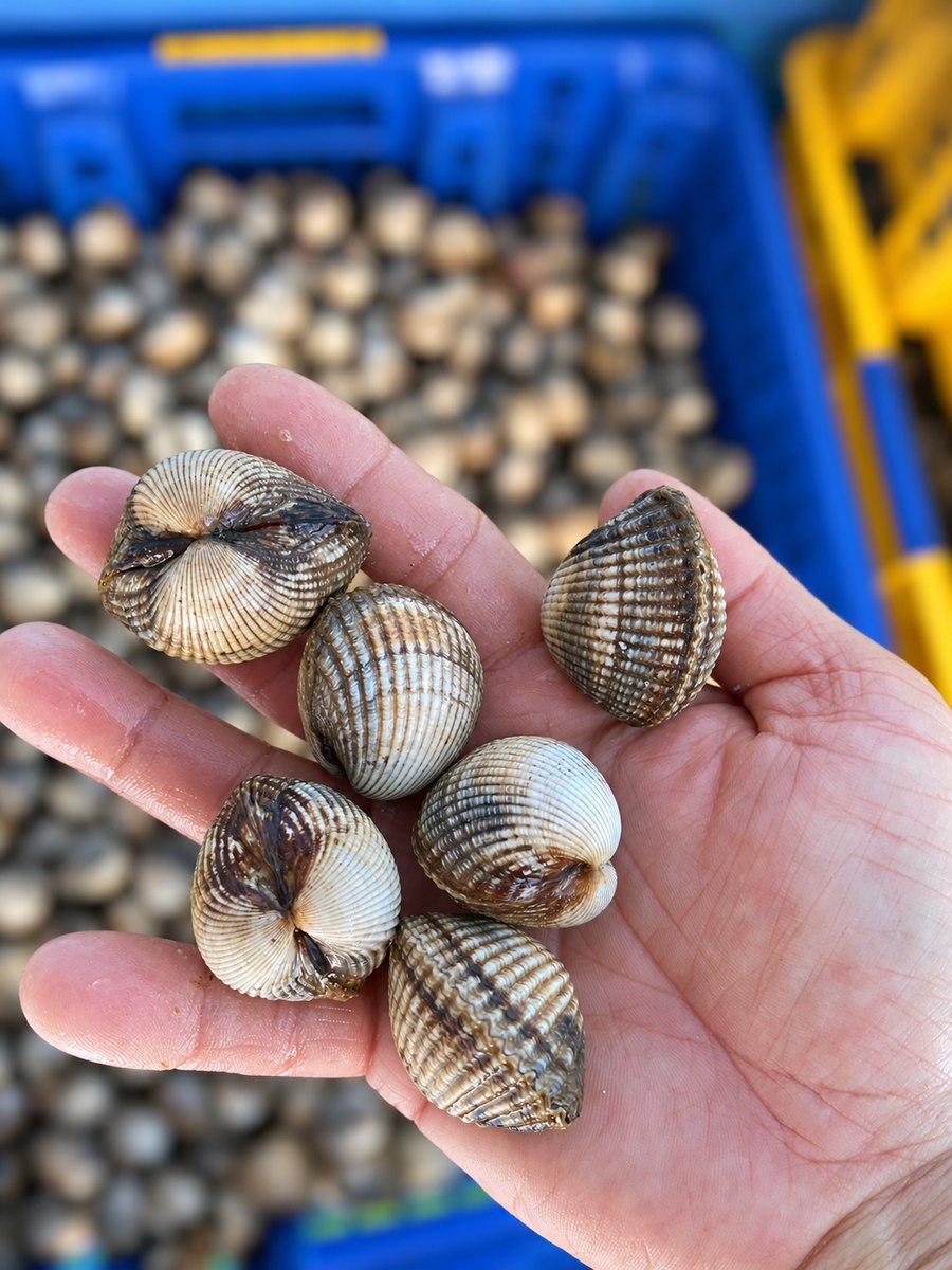 Coques pêchées à la main, issues de notre production