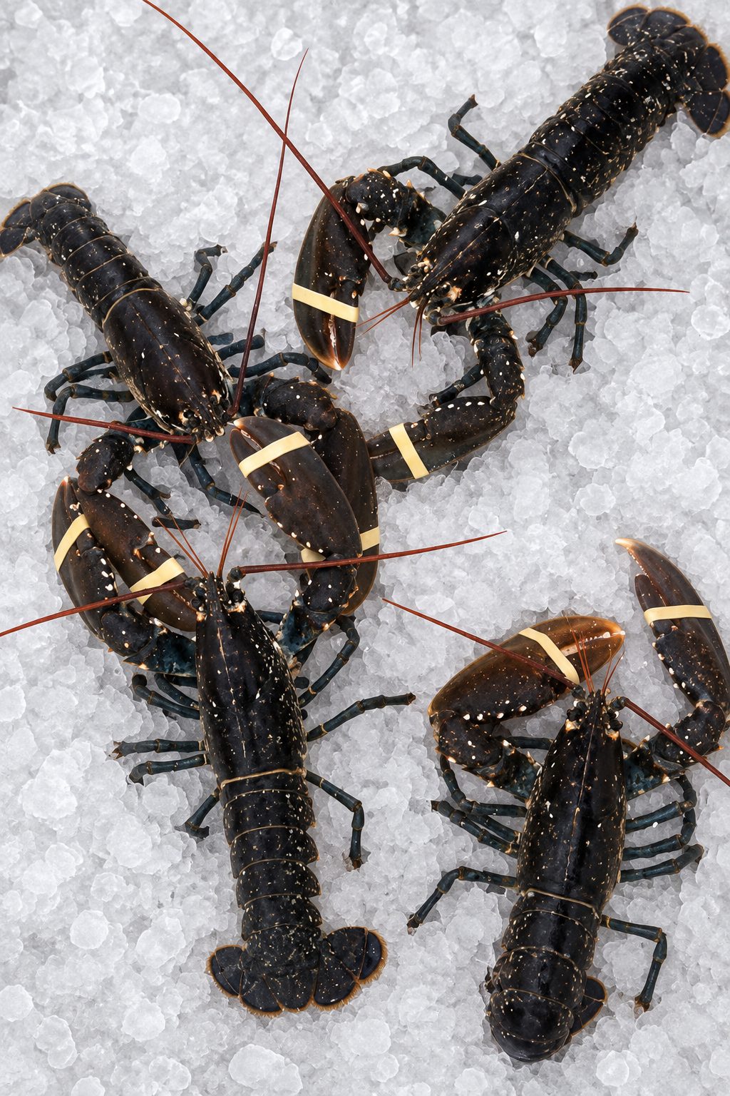Homard bleu breton vivant