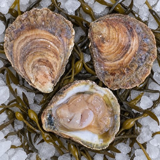 Huîtres plates de Cancale, rares et iodées